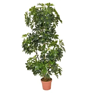 Sugárarália műnövény 145cm